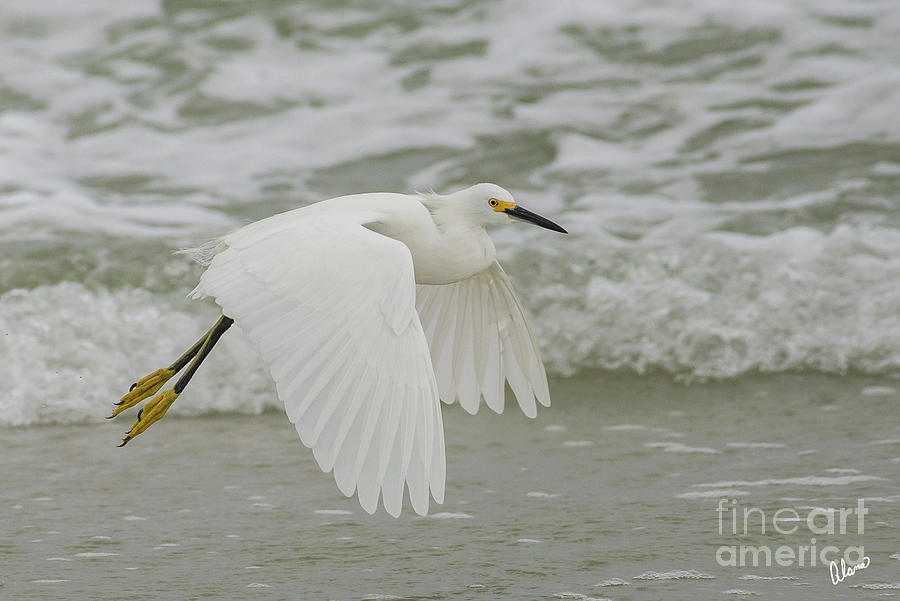 Wings of  Snow Egret Photograph by Alana Ranney