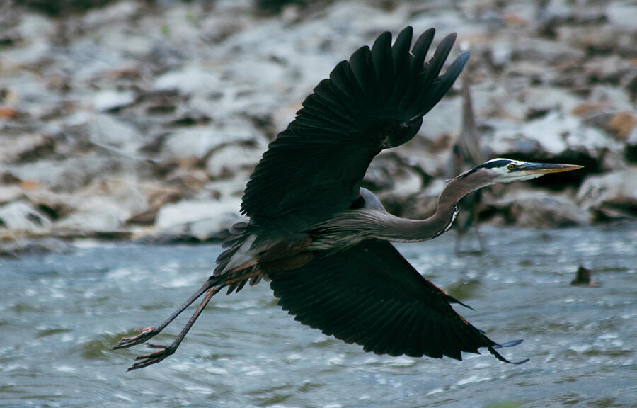Wings of Solitude A Herons Grace Photograph by Lisa Arview Wings of Solitude A Herons Grace Photograph by Lisa Arview