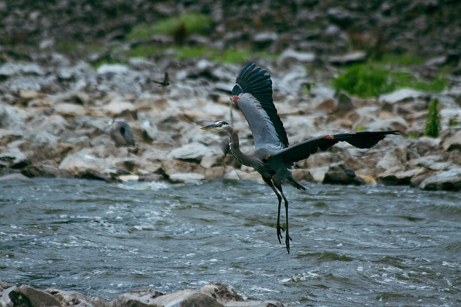 Wings of Solitude A Herons Journey Photograph by Lisa Arview Wings of Solitude A Herons Journey Photograph by Lisa Arview