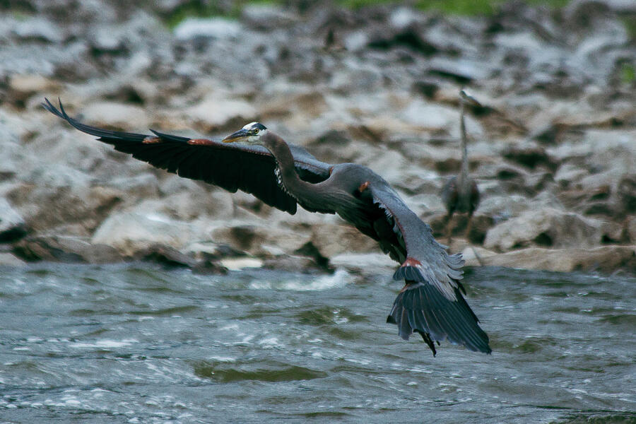 Wings of Solitude The Majesty of the Great Blue Photograph by Lisa Arview Wings of Solitude The Majesty of the Great Blue Photograph by Lisa Arview