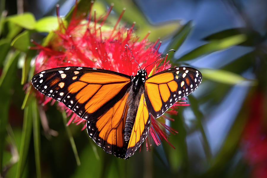 Wings of the Monarch  Photograph by Mark Andrew Thomas