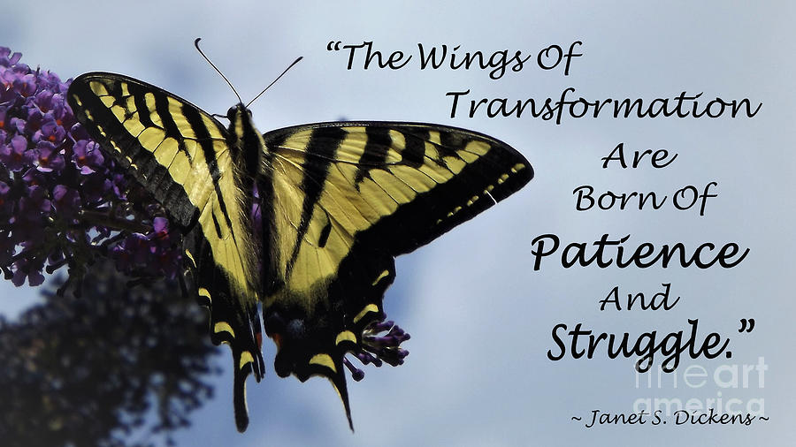 Wings Of Transformation Photograph by Linda Vanoudenhaegen