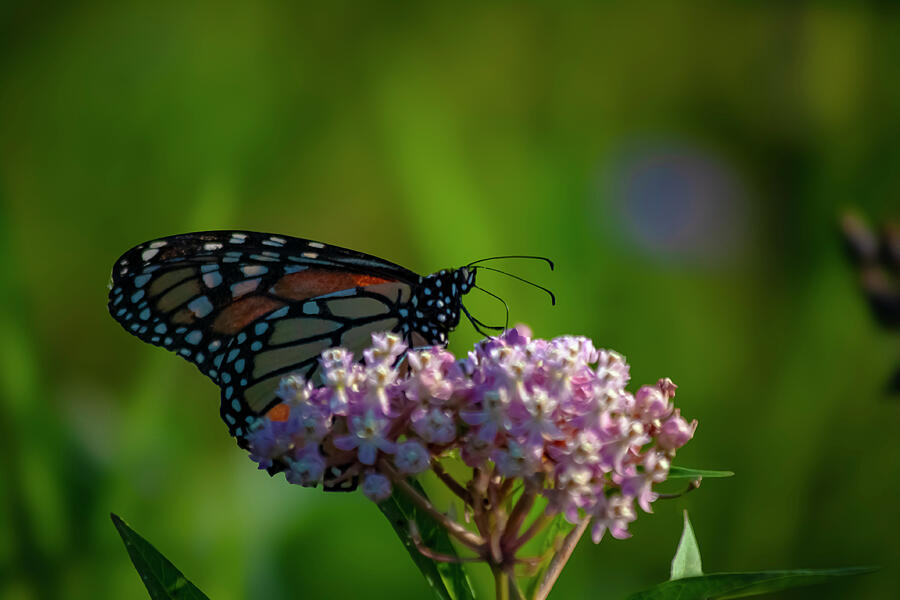 Wings of Transformation The Monarchs Life Photograph by Lisa Arview Wings of Transformation The Monarchs Life Photograph by Lisa Arview