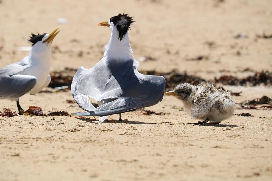 Wings On A Tern Photograph