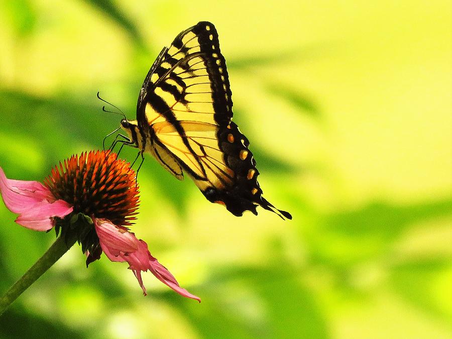 Wings On The Breeze Photograph By Lori Frisch - Fine Art America