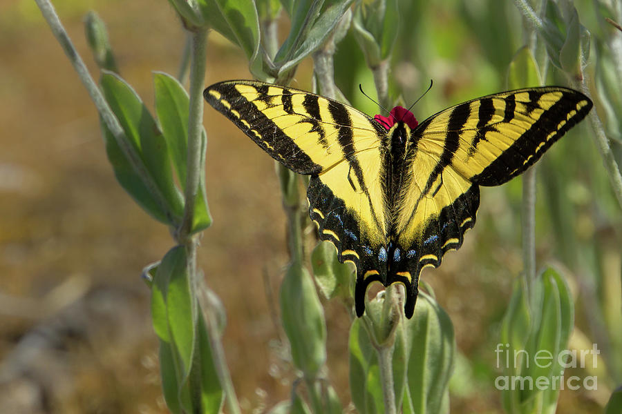 Wings Open Western Tiger Swallowtail Photograph by Nancy Gleason