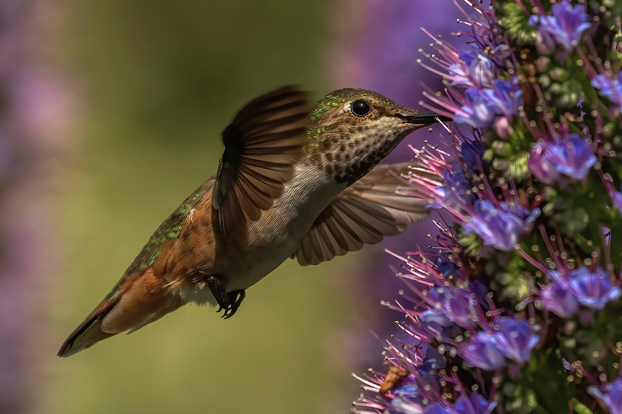 Wings Out Hummingbird Photograph by MaryJane Sesto