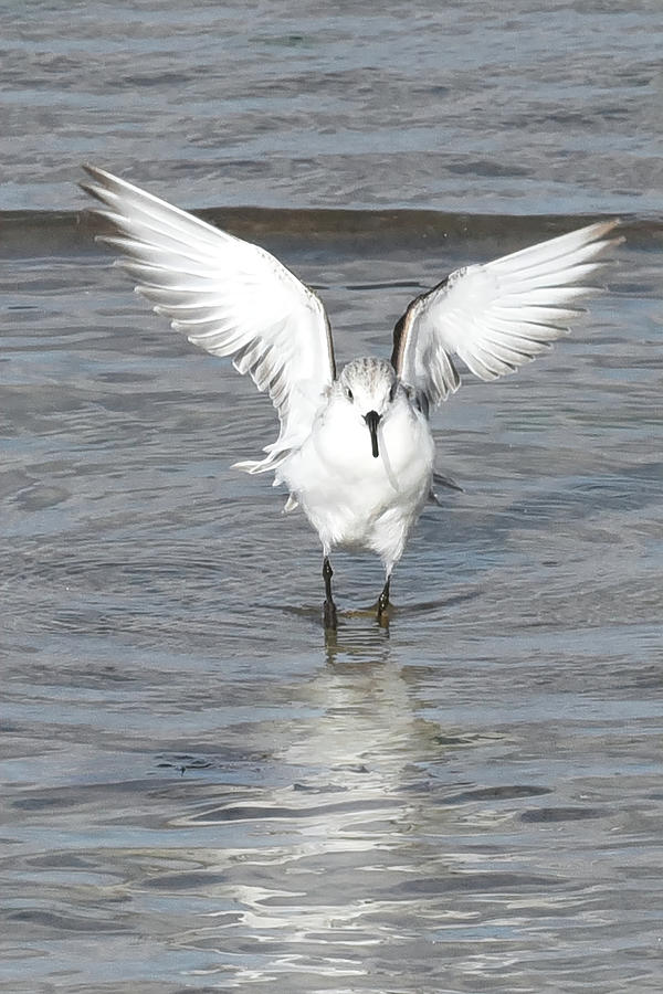 Wings Out Sanderling Photograph by Jerry Griffin
