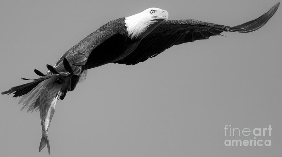 Wings Out With A Fresh Fish Black And White Photograph by Adam Jewell