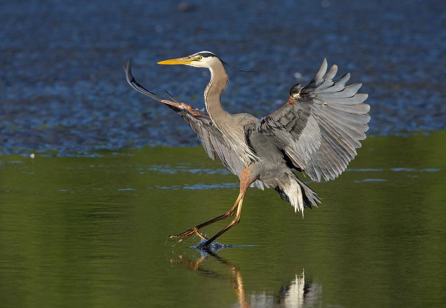 Wings spread, Great Blue Heron lands delicately in shallows in golden ...