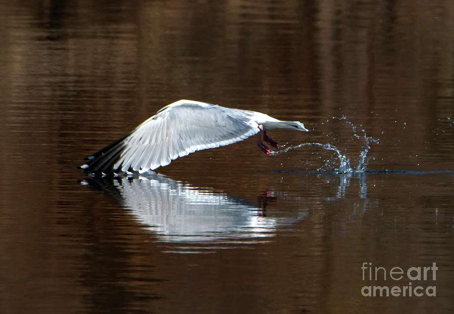 Wings Touching in Water Reflection of Bird Photograph by Sandra Js