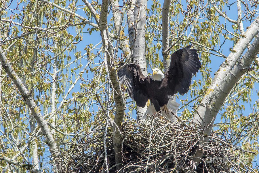 Wings Up Photograph by Marland Howard - Fine Art America