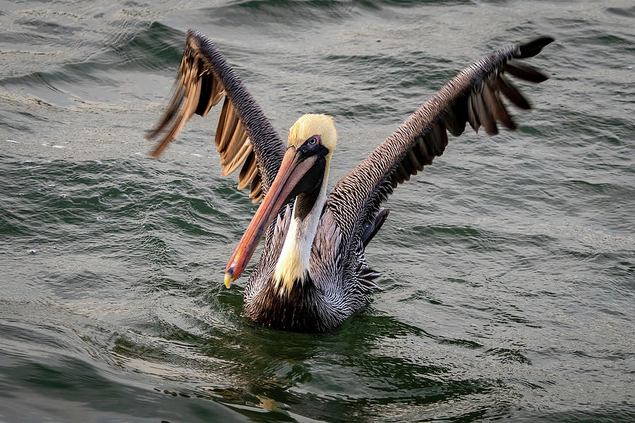 Wings up Pelican Photograph by Bradford Martin