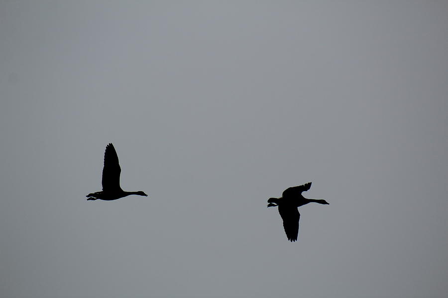 Wings Up, Wings Down, Forward Photograph by Ronda Boatwright | Fine Art ...