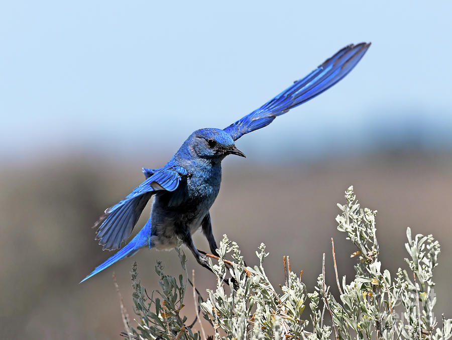 Bluebird Photograph - Wings Wide by Michael Dawson
