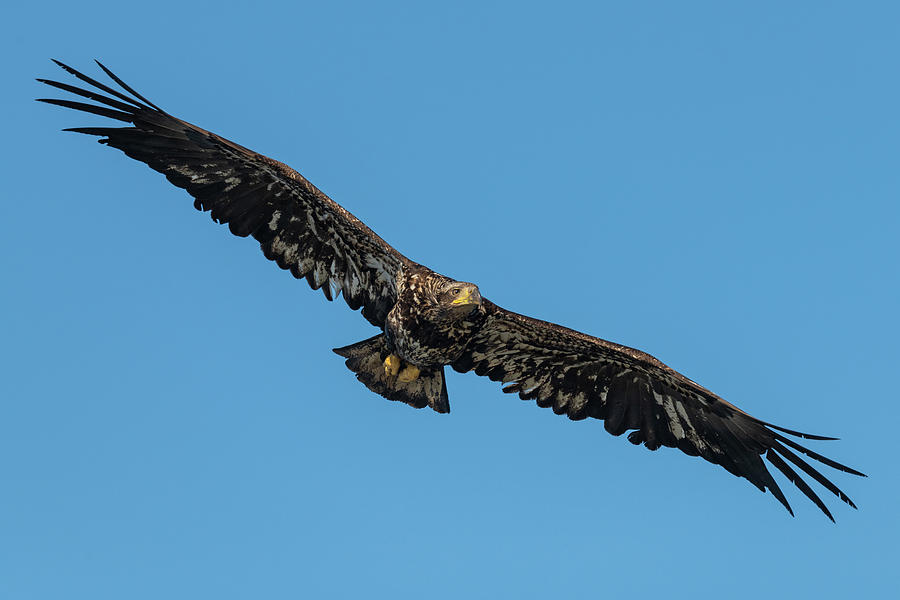 Wings Wide Open Photograph by Christina Stobbs | Pixels