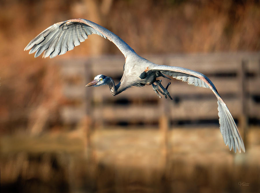 Wingspan of the Great Blue Photograph by Judi Dressler
