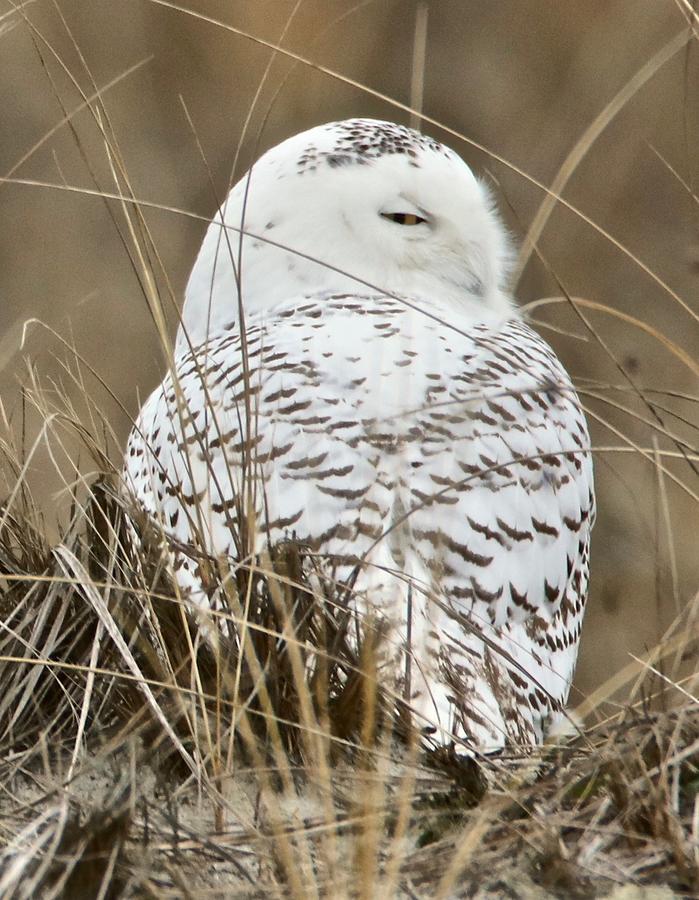 Winking Snowy Owl Photograph by Bill Zajac - Fine Art America