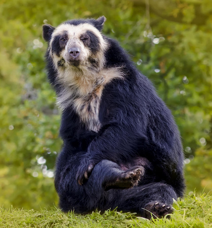 Winking Spectacled Bear Photograph by Photo by Steve Wilson