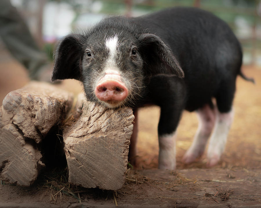 Pig Photograph - Winslow by Arthurs Acres