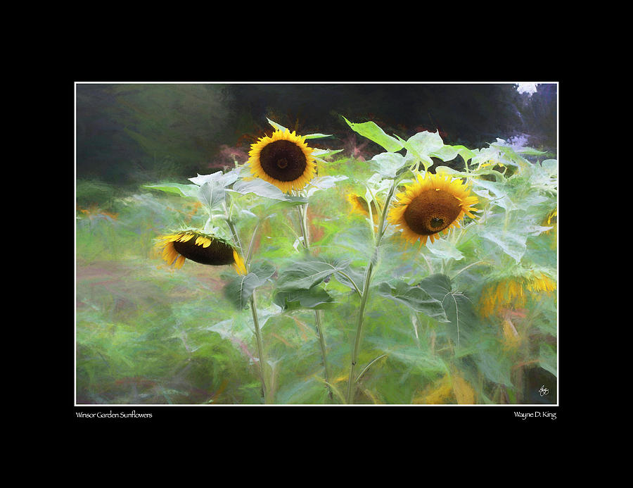 Winsor Garden Sunflowers Poster Photograph by Wayne King