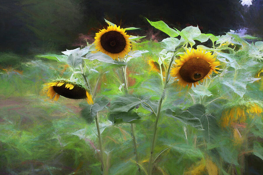 Winsor Garden Sunflowers Photograph by Wayne King