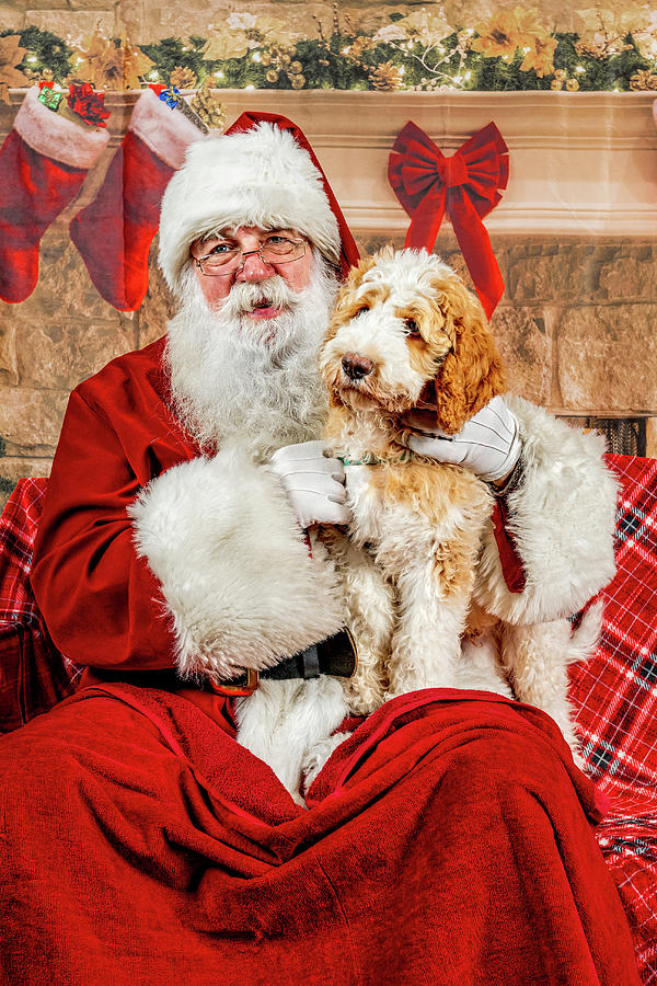 Winston with Santa 1 Photograph by Christopher Holmes