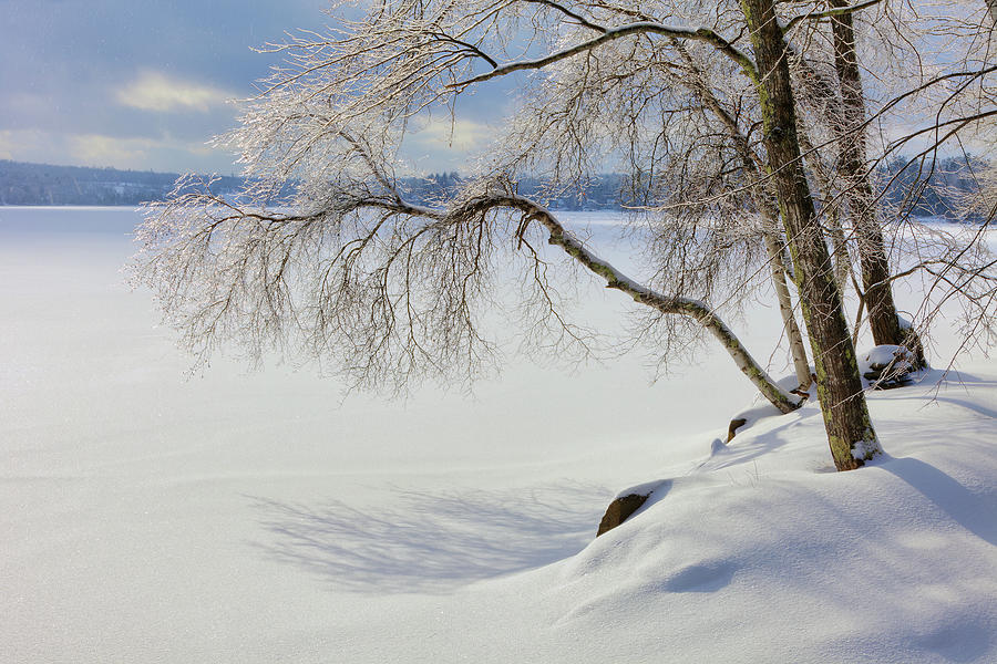Winter 3468 Photograph by Greg Hartford