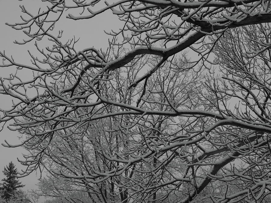 Winter 4 Photograph by Jeffrey Peterson