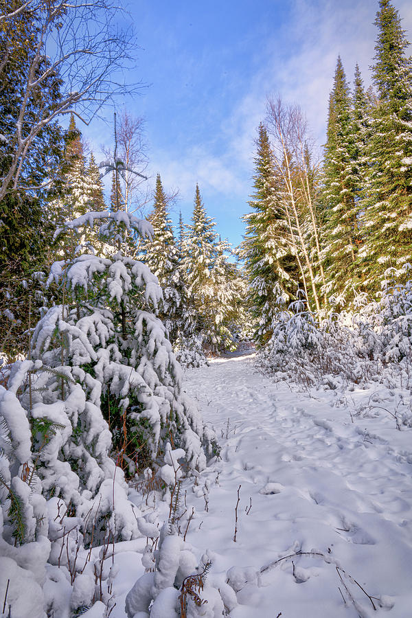 Winter Adventure Photograph by David Heilman