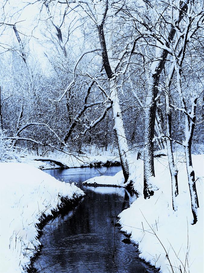 Winter Along the Creek Bank  Photograph by Lori Frisch