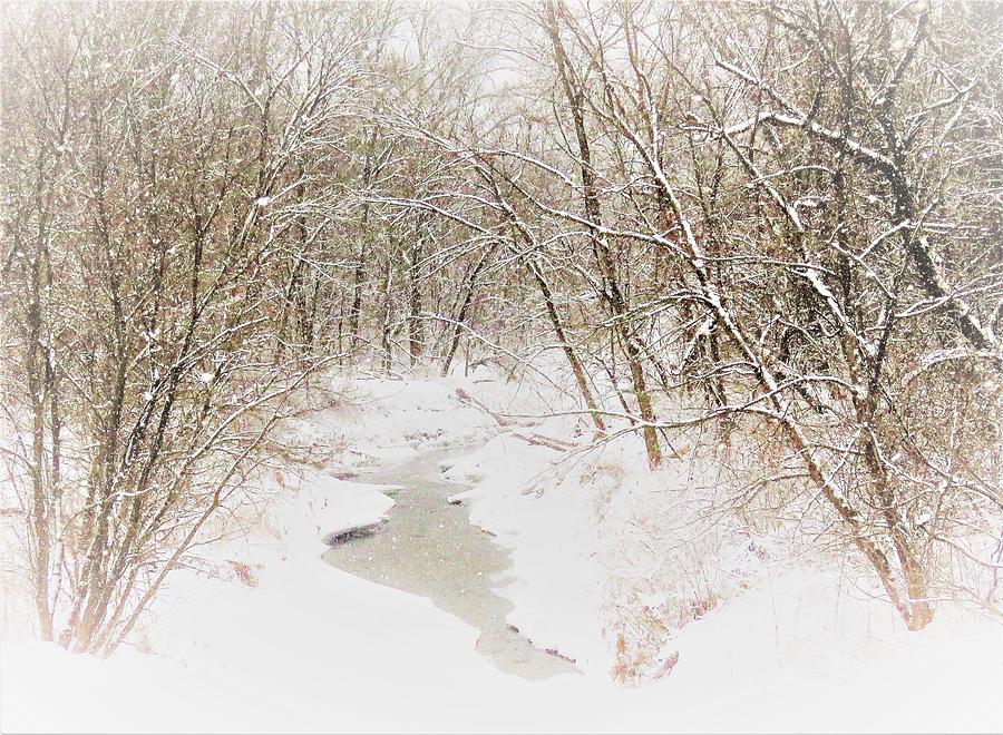Winter Along the Creekbank  Photograph by Lori Frisch