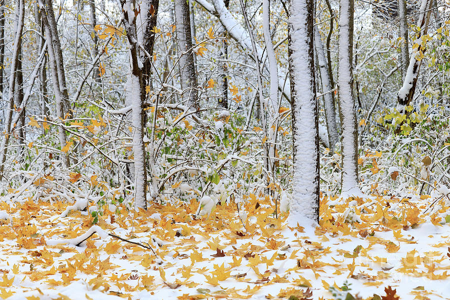 Winter and Autumn Meet Photograph by Paula Guttilla