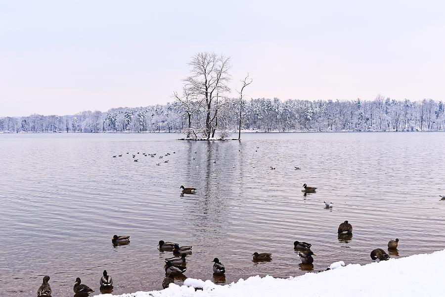 Winter And Ducks Photograph