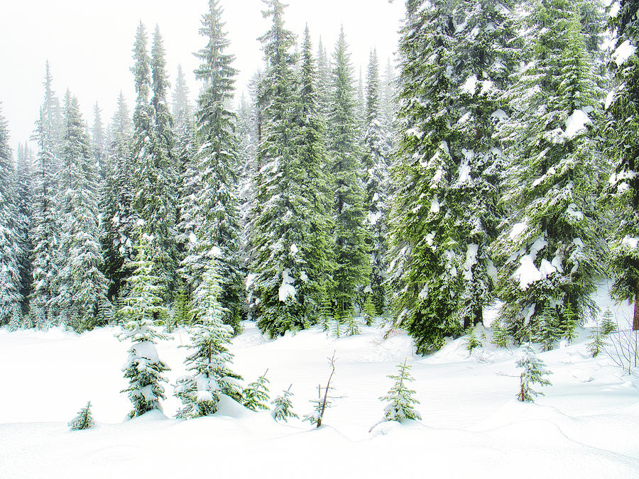 Winter and Evergreens Photograph by Allan Van Gasbeck