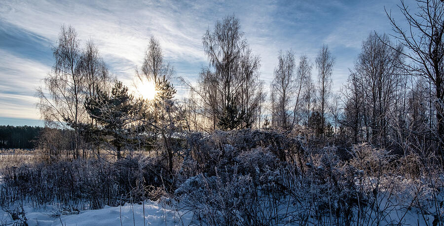 Winter And Trees Jurmala  Photograph by Aleksandrs Drozdovs