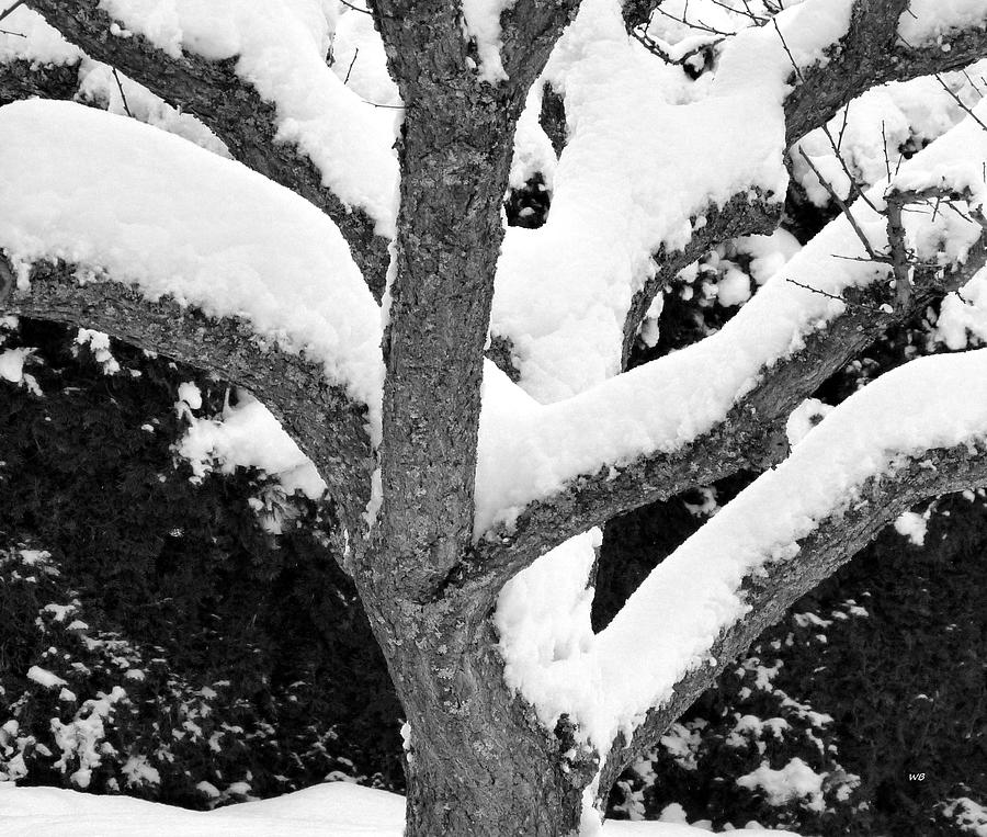 Winter Apricot Tree Photograph