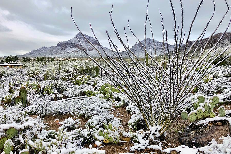 Winter Arizona Desert  Photograph by Jeff Speigner
