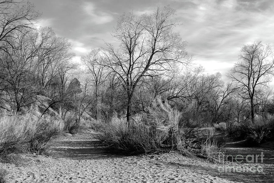 Winter Arroyo Photograph by Roselynne Broussard