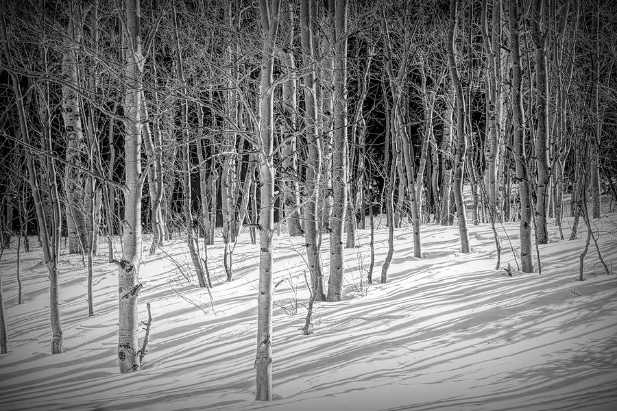 Winter Aspen Patterns Photograph by Douglas Wielfaert