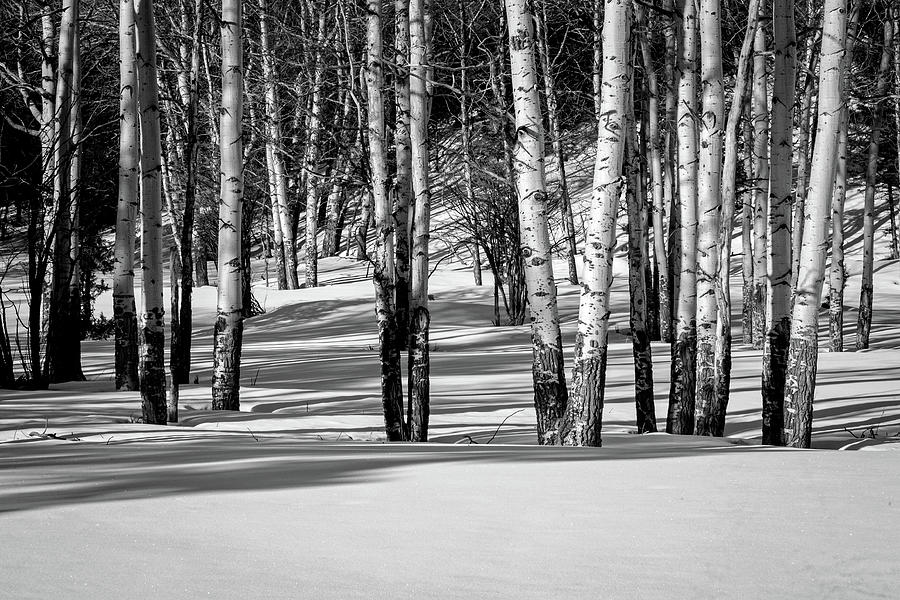 Winter Aspen Trees Photograph by Jack Bell