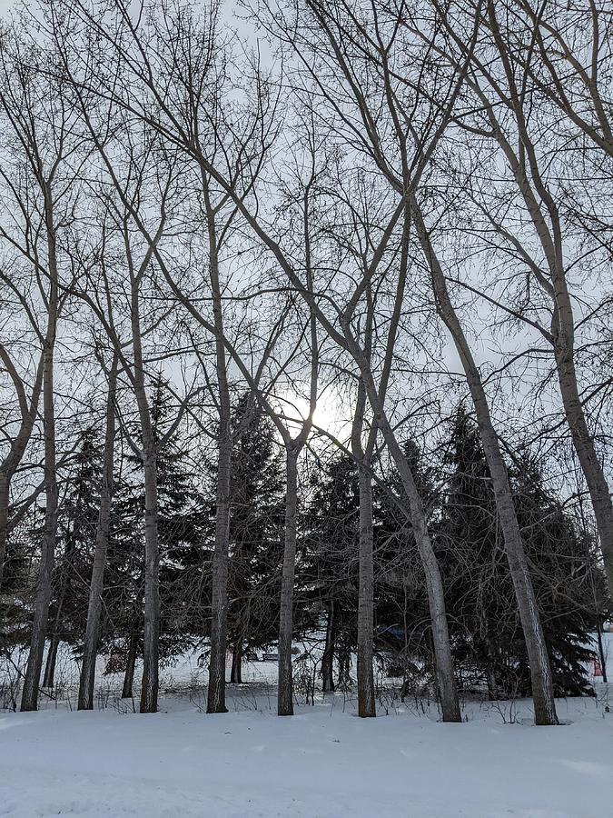 Winter aspens Photograph by Lisa Mutch