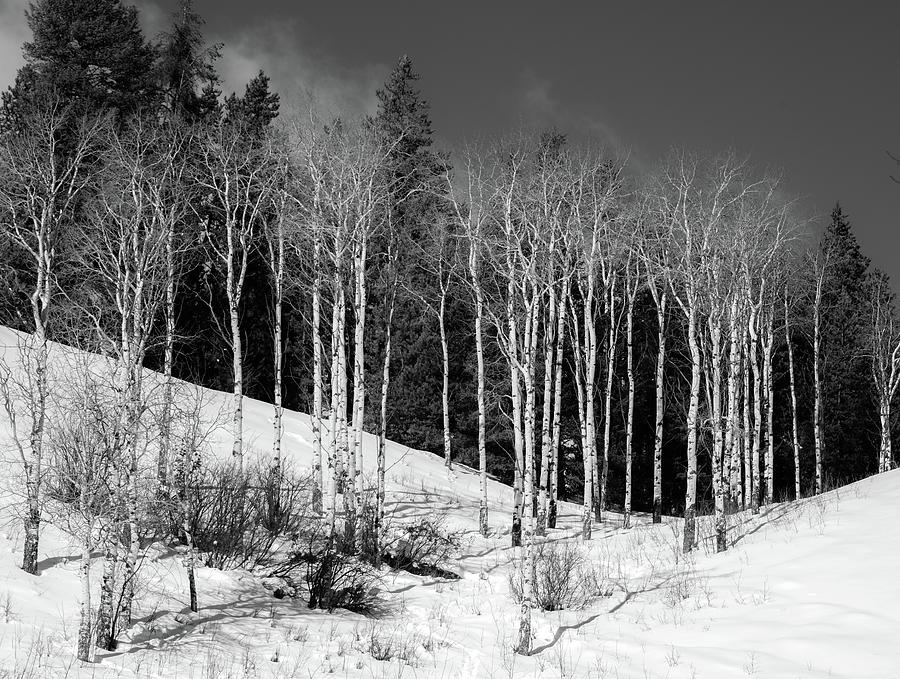 Winter Aspens of the Tetons, Black and White Photograph by Marcy Wielfaert