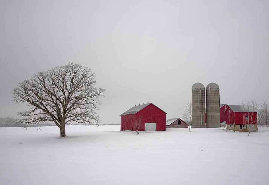 Winter at Spring Road -  red barns in snowstorm on Spring Road near Stoughton WI Photograph by Peter Herman