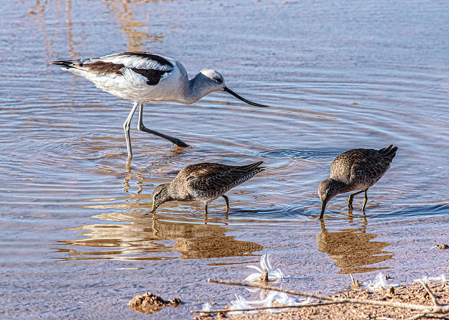 Winter Avocet with 2 Stilt Sandpipers Photograph by Daniel Hebard