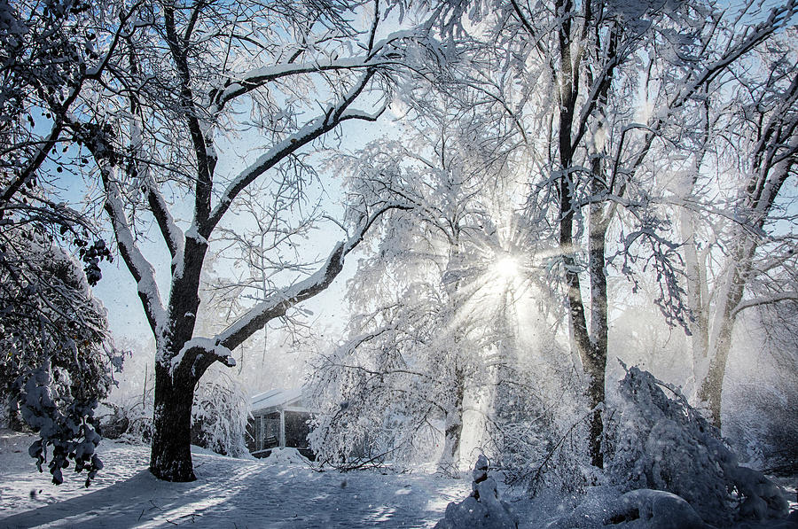 Winter Awakening Photograph by Eleanor Bortnick