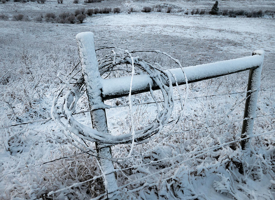Winter Photograph - Winter Barbwire by Phil And Karen Rispin