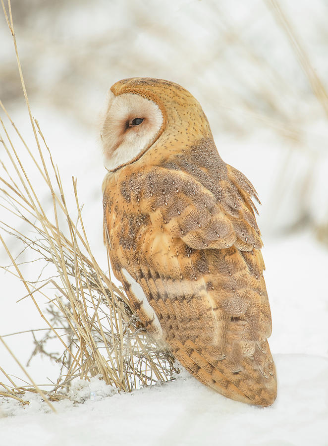 Winter Barn Owl Photograph by Kent Keller