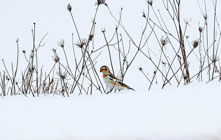 Bird Photograph - Winter Beauties by Debbie Oppermann
