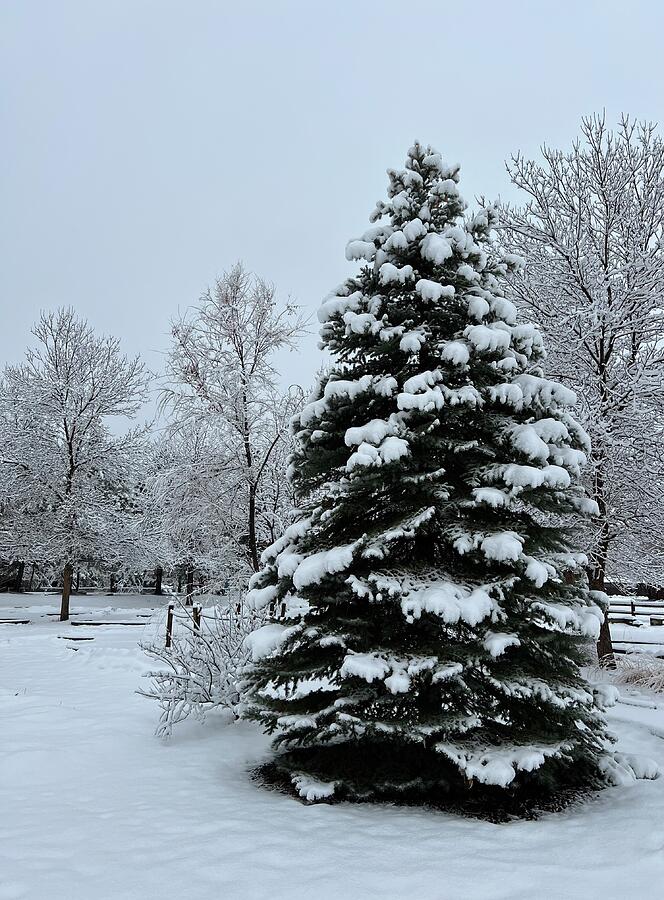 Winter Beauty 2 Photograph by Christy Pooschke